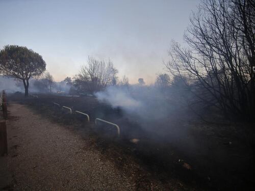 Incendio alla pineta delle Acque Rosse, nuovi focolai a Castel Fusano