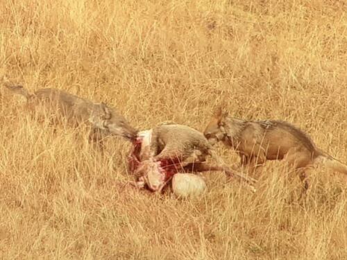 I lupi affamati sbranano la pecora. L'attacco in pieno giorno