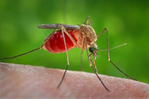 Allarme West Nile, Pregliasco: “Il virus può durare settimane”. Ecco i 5 sintomi da riconoscere