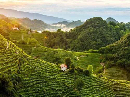Le colline e i vigneti del prosecco sono patrimonio dell'umanità