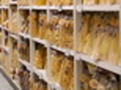 Pasta ritirata dai supermercati, allarme del Ministero su questi marchi: "Allergeni"