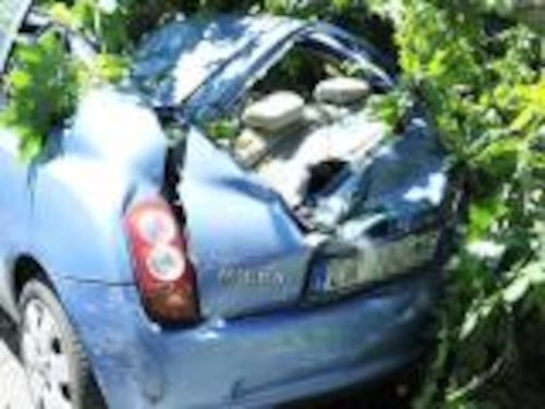 Tempesta di vento fa strage di alberi