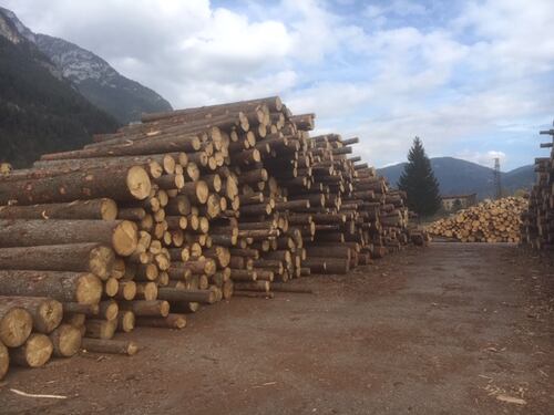 Da albero a pannello, la triste fine di Spelacchio dimenticato dalla Raggi