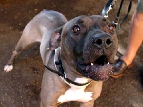 Salerno, bimbo di 13 mesi azzannato al volto dal pitbull del papà