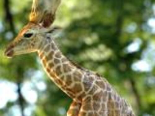 E' morta la giraffa "Pallina"