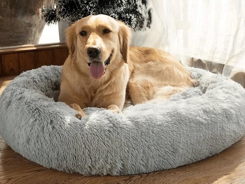 Fido fa il cambio di stagione, ecco le super cucce