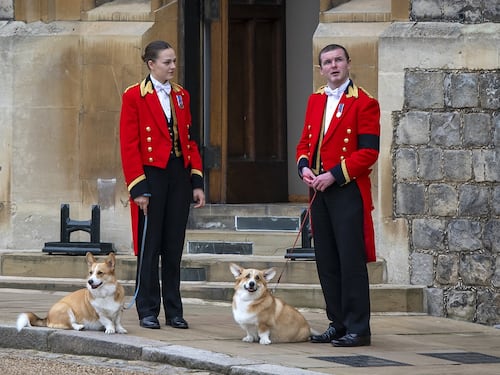 Elisabetta II, i corgi della Regina ridotti così: la Corona consulta l'esperto