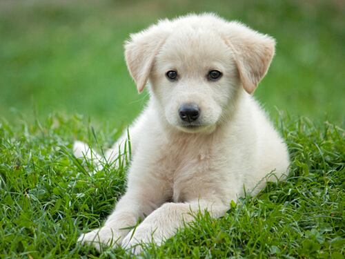 Parlare al cane come a un bambino migliora l'apprendimento, ma solo nei cuccioli