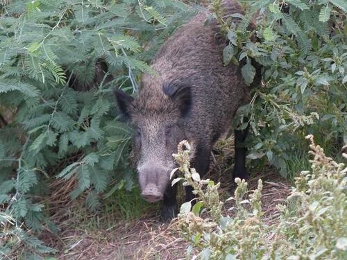 Manovra, sì alla caccia ai cinghiali in città. "Potranno essere mangiati"