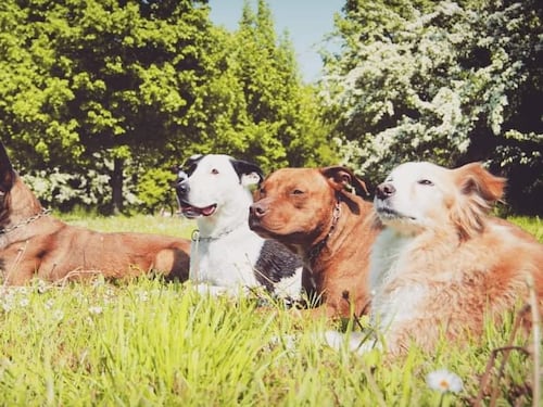 Servono nuove regole per l'addestramento dei cani
