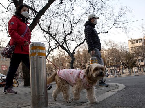 Coronavirus, attenti ai cani. Primo contagiato in Italia
