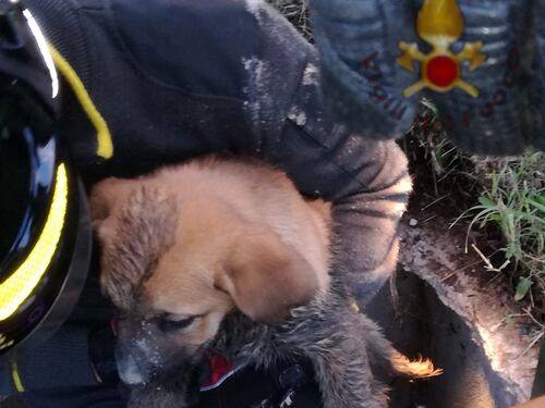 Stazione Tuscolana, cucciolo di cane cade nel pozzo. I vigili del fuoco lo salvano così