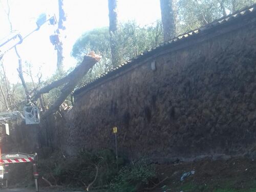 Cade un pino sulla Nomentana a Roma, sfiorato il dramma