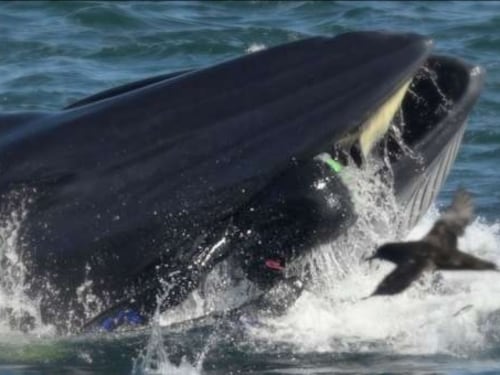 Inghiottito e risputato dalla balena: sub miracolato