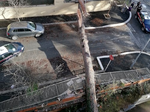 Pino si abbatte sulla materna. Piovono alberi anche a Piazza Mazzini