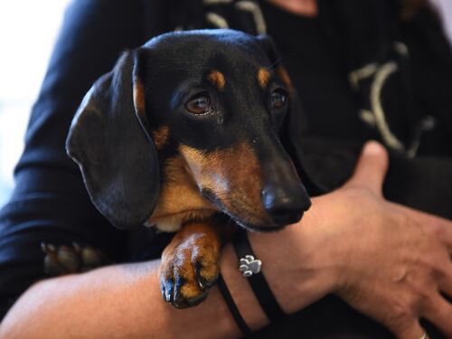 Quei cani di tedeschi: col lockdown boom di adozioni. Ma tornata la libertà li portano tutti nei canili