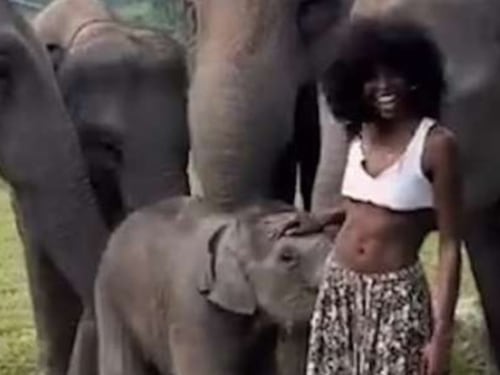 Thailandia, la foto virale della modella: in posa con l'elefante finisce malissimo