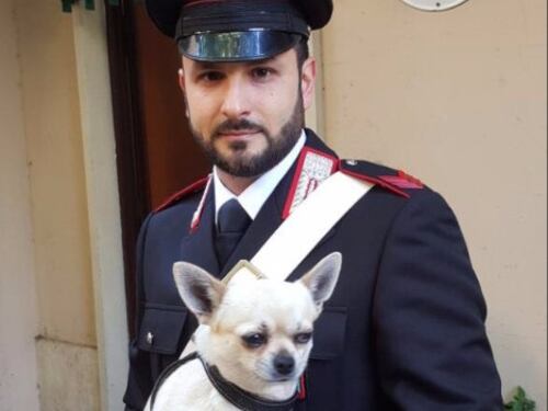 I carabinieri riportano a casa il chiwawa scomparso