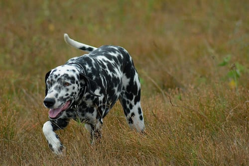 Napoli, trascinano il cane con l'ebike per chilometri. Biancofiore: "Ripugnante"