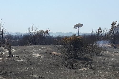Incendio Castel Fusano, un altro arresto. Domani l'interrogatorio del 22enne preso lunedì