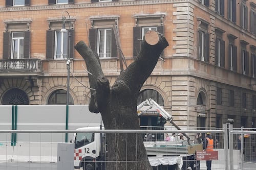 Chiesa Nuova, cantieri per la metro C e gli alberi "traslocano" in vivaio