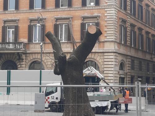 Chiesa Nuova, cantieri per la metro C e gli alberi "traslocano" in vivaio