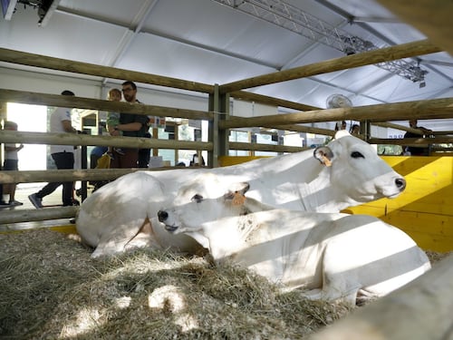 Coldiretti, il dossier verità sulla carne sintetica: il 95% degli italiani non la mangerebbe mai