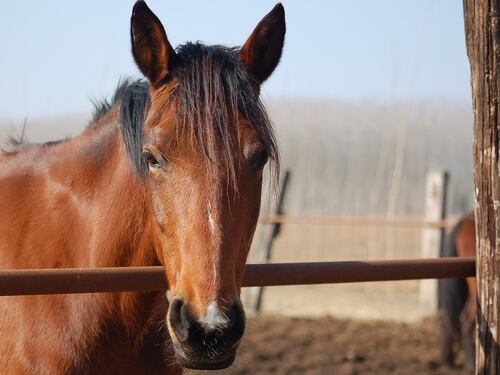 Asi avvicina i bambini all'equitazione