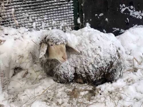 Terremoto, stalle crollate e strage di animali
