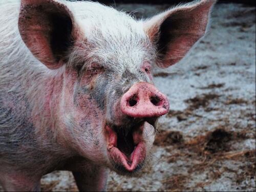 Abusivo il porcile di Corcolle in cui una scrofa ha ucciso un 50enne e ferito un bimbo di 2 anni
