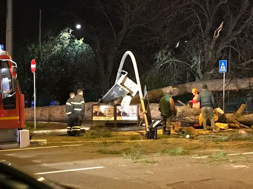 Grosso pino cade sul semaforo a via Cola di Rienzo