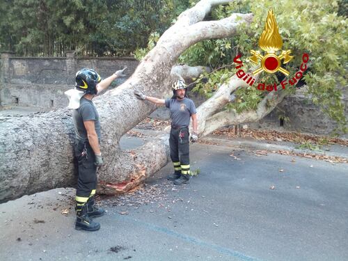 Tragedia sfiorata a Roma, cade un albero di venti metri a Monteverde