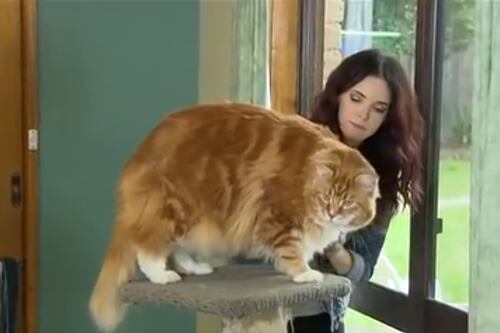 Ecco Omar, il gatto più grande del mondo: un metro e venti per 14 chili