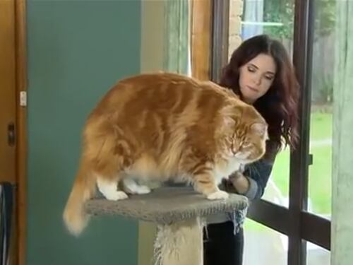 Ecco Omar, il gatto più grande del mondo: un metro e venti per 14 chili
