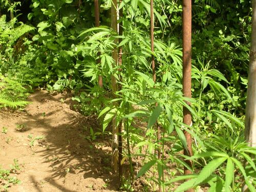 Roma, spara a un gatto, la polizia gli trova una piantagione di marijuana alla Romanina