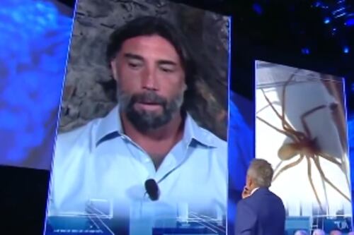 Ragno violino, "febbre e convulsioni": il racconto choc di Brumotti