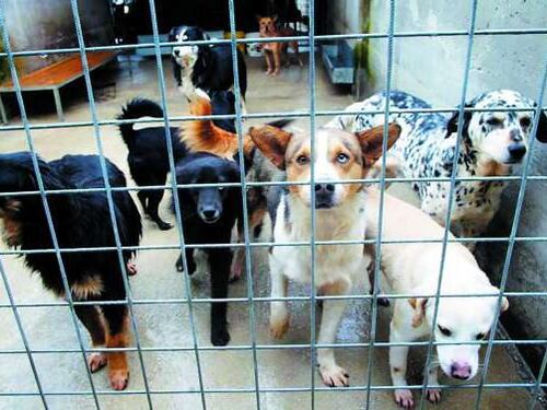 «Cani sepolti vivi, un segno di inciviltà intollerabile»