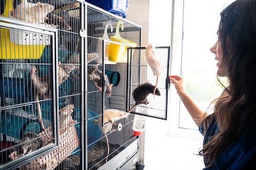 Il bizzarro zoo ellenico di Valentina Nappi