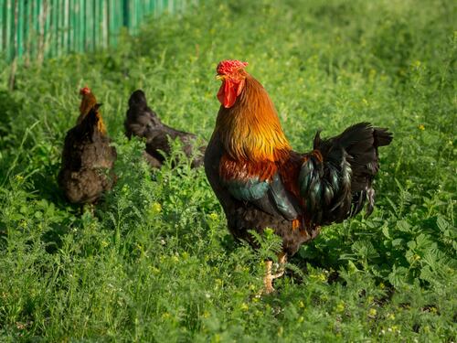 L'altra epidemia: così l'aviaria sta uccidendo migliaia di polli. L'esperto: non si può escludere il salto di specie