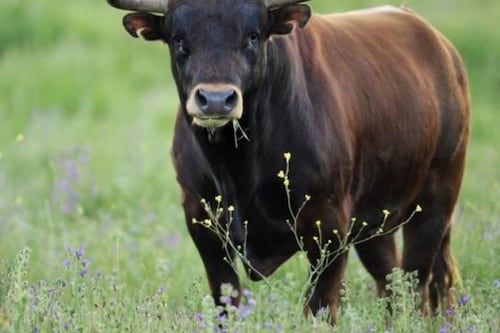 Taranto, a 80 anni contadino muore incornato da un toro