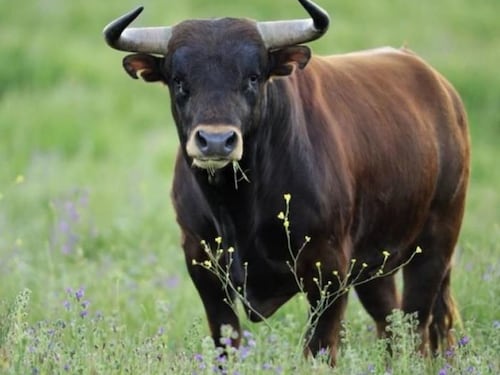 Taranto, a 80 anni contadino muore incornato da un toro