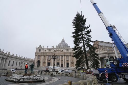 Ecco l'albero di Natale per il Papa. Polemiche chiuse
