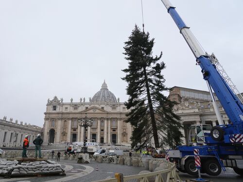 Ecco l'albero di Natale per il Papa. Polemiche chiuse
