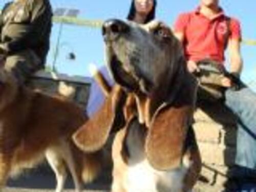 Guerra per i cani nei parchi e i bimbi restano senza giochi