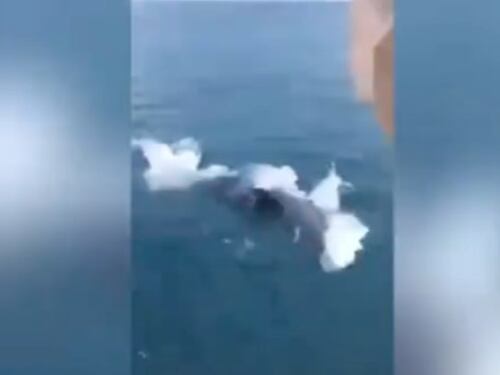 Santa Marinella, il video dello squalo: insegue la barca e spaventa i pescatori
