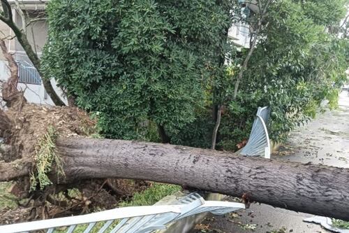 Maltempo, il temporale si abbatte sulla Romagna: alberi caduti e allagamenti