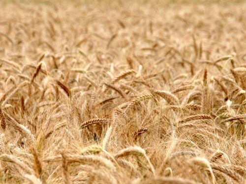 Impennata dei prezzi, problemi con la carne e rivoluzione alimentare: la guerra blocca il grano