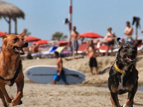 A Maccarese riapre BauBeach, lo stabilimento per gli amici a quattro zampe