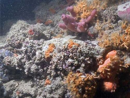 La Puglia come le Maldive: scoperta la prima barriera corallina in Italia