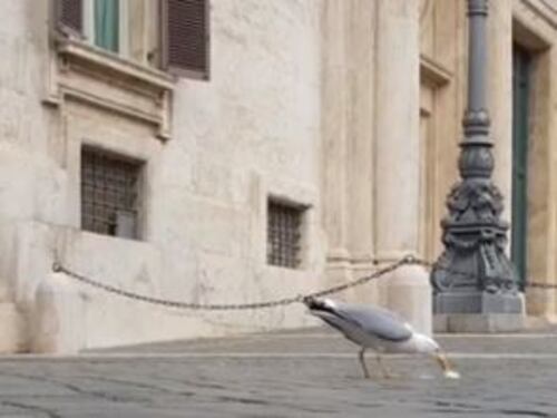 Più famelici dopo il lockdown, i gabbiani a Montecitorio aggrediscono chi mangia il gelato